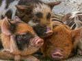თამაში Piglet Piggy Jigsaw  ონლაინ