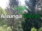 თამაში მხარდაჭერისათვის ალბუნგის ტყეში ონლაინ
