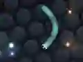 თამაში Slither.io ონლაინ