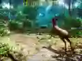 თამაში ნადირობა 3D ონლაინ