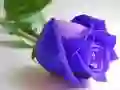 თამაში ლურჯი ვარდები ონლაინ