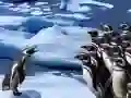 თამაში პინგვინების სრიალი ონლაინ