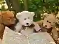 თამაში კეთილი სამი Teddy თავსატეხი ონლაინ
