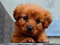თამაში  puppies თავსატეხი ონლაინ